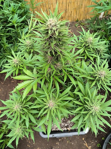 Growreport Bild 4