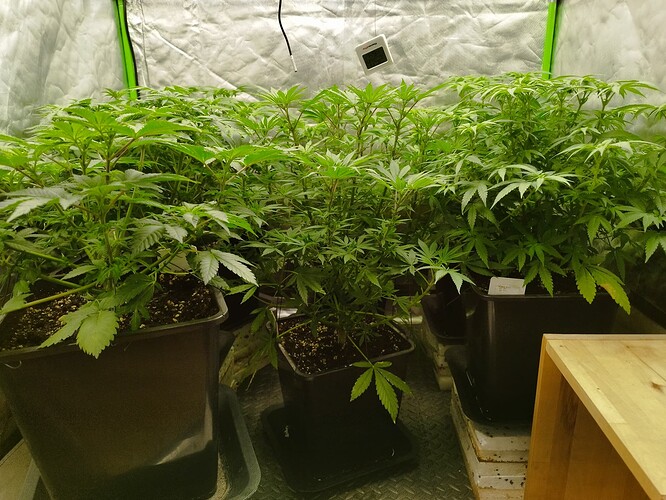 Growreport Bild 3