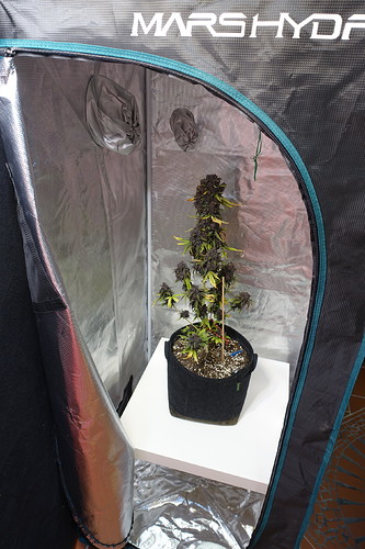 Growreport Bild 1