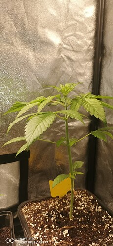 Growreport Bild 33