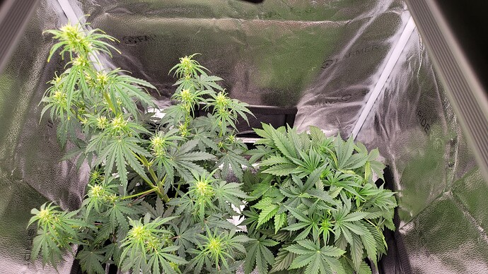 Growreport Bild 1