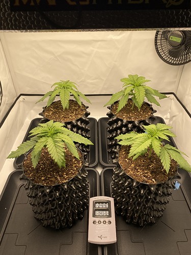 Growreport Bild 4