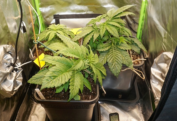 Growreport Bild 5