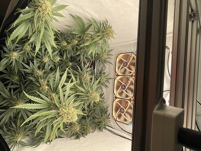 Growreport Bild 1