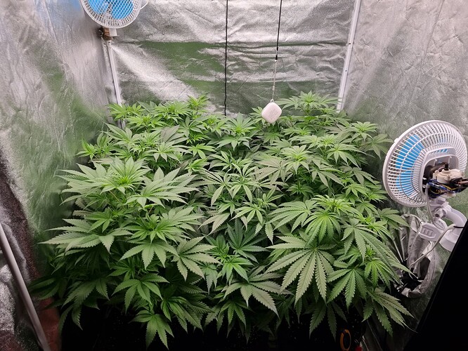 Growreport Bild 26