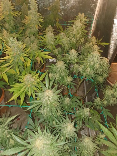Growreport Bild 26