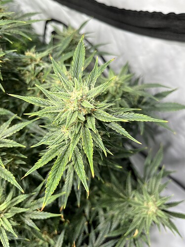 Growreport Bild 20