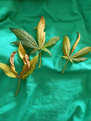Growreport Bild 3