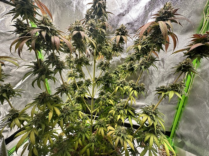 Growreport Bild 8