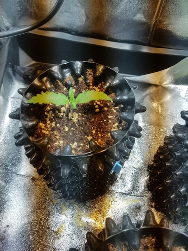 Growreport Bild 25