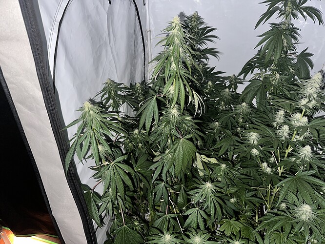 Growreport Bild 6