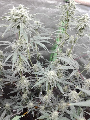 Growreport Bild 9