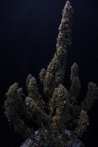 Growreport Bild 12