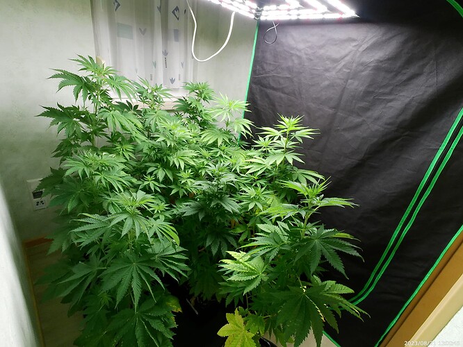 Growreport Bild 41