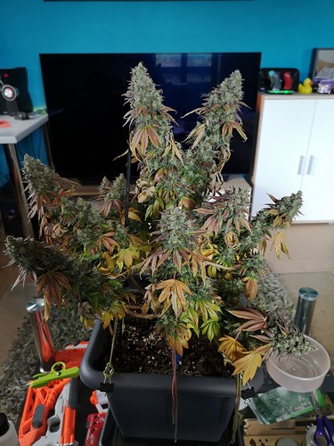 Growreport Bild 5