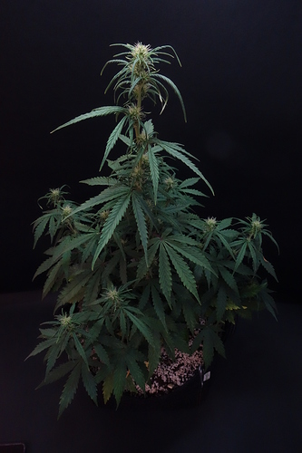 Growreport Bild 9