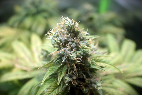 Growreport Bild 3