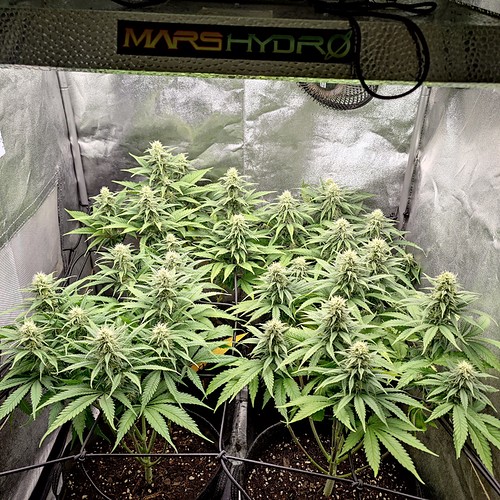 Growreport Bild 2