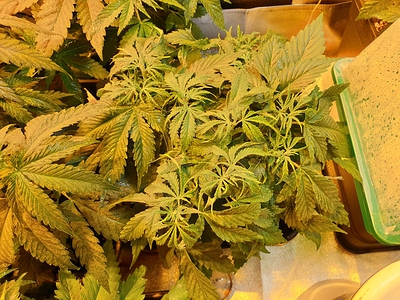 Growreport Bild 5