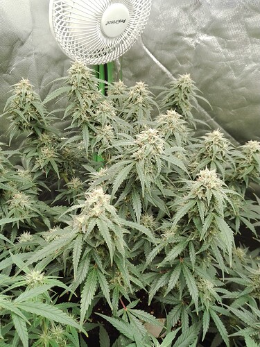 Growreport Bild 1