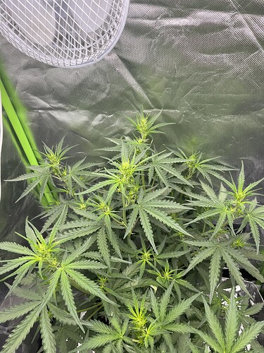 Growreport Bild 14