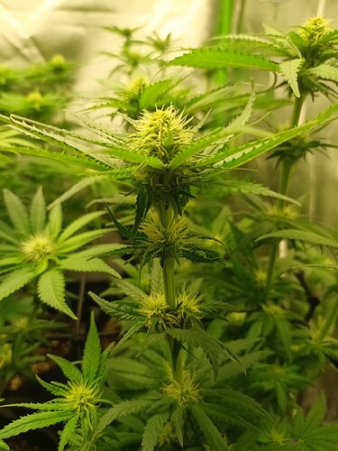 Growreport Bild 3
