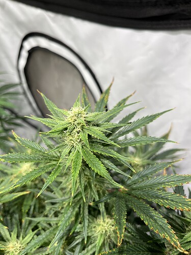 Growreport Bild 5