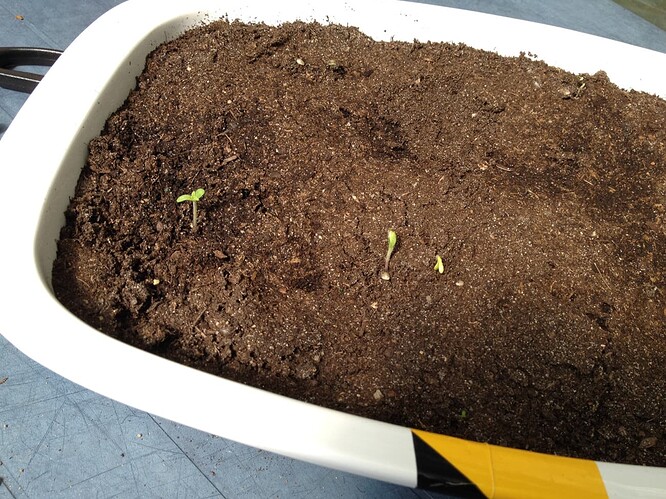 Growreport Bild 84