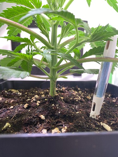 Growreport Bild 2