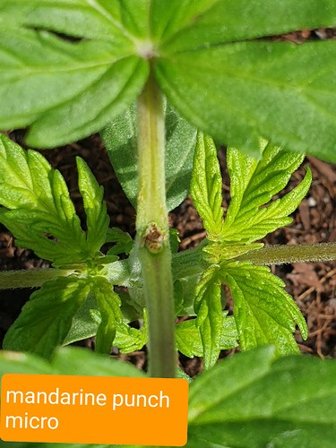 Growreport Bild 8