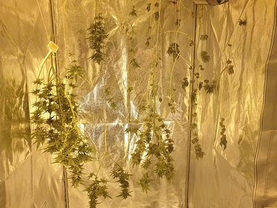 Growreport Bild 33