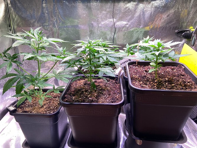 Growreport Bild 6