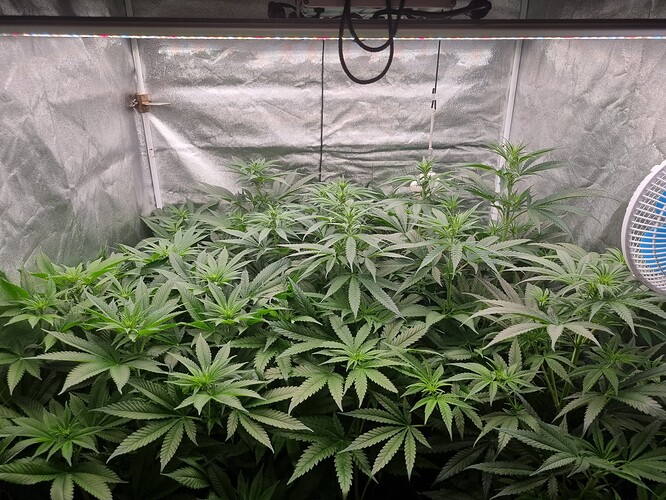 Growreport Bild 44