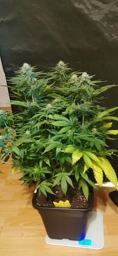 Growreport Bild 3