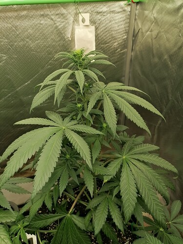 Growreport Bild 4