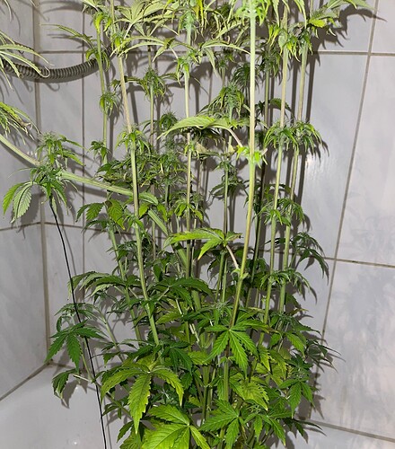 Growreport Bild 9