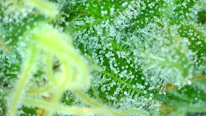 Growreport Bild 1