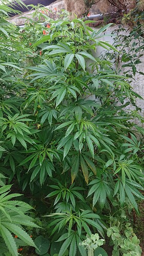 Mimosa xz