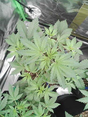 Growreport Bild 11