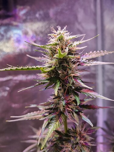 Growreport Bild 45