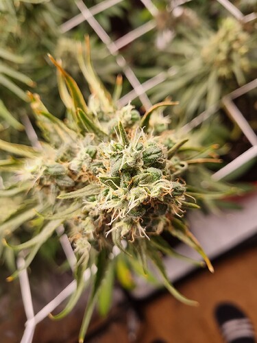 Growreport Bild 26