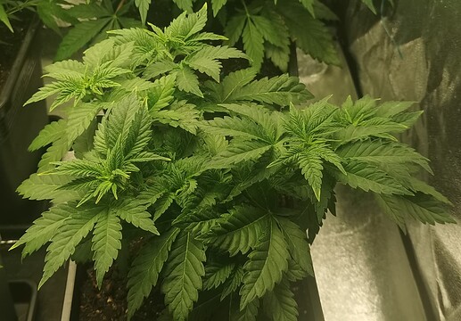 Growreport Bild 7