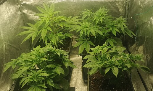 Growreport Bild 1