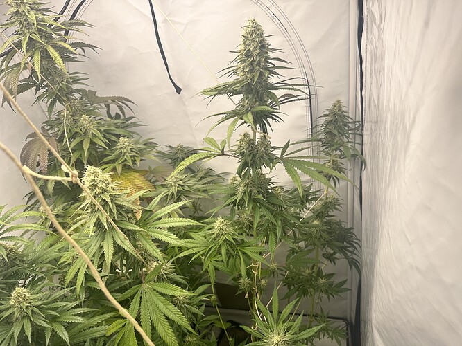 Growreport Bild 1