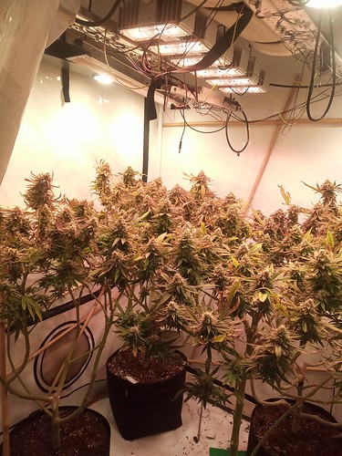 Growreport Bild 35