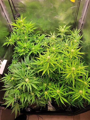 Growreport Bild 1
