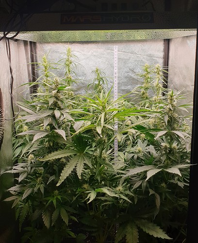 Growreport Bild 1