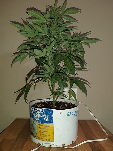 Growreport Bild 4