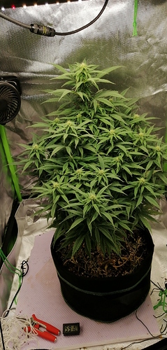 Growreport Bild 1