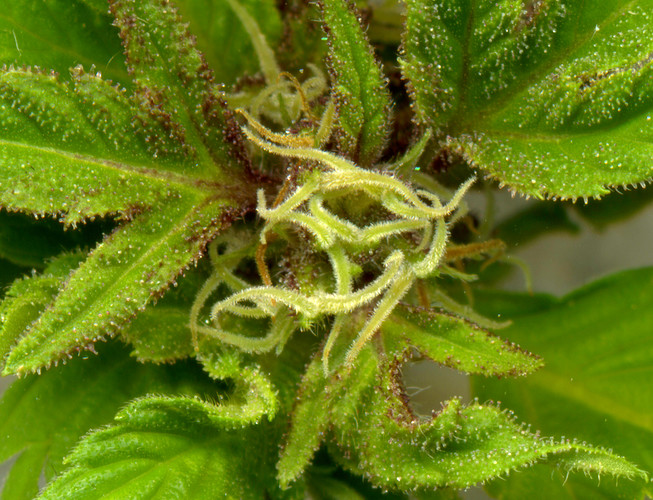 Growreport Bild 8